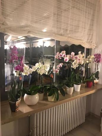 Imagen general del Hotel Smeraldo, Malcesine. Foto 4