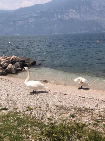 Imagen general del Hotel Smeraldo, Malcesine. Foto 6
