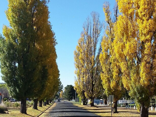 Imagen general del Hotel Snowy Mountains Motor Inn. Foto 8