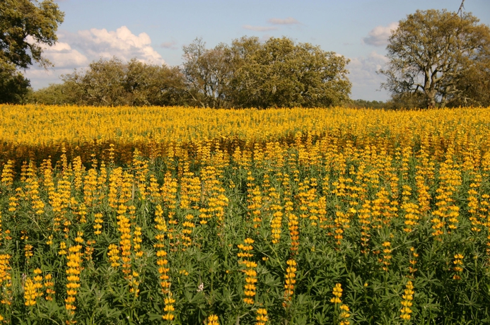 Imagen de los exteriores del Hotel Sobreiras - Alentejo Country Hotel By Unlock Hotels. Foto 9