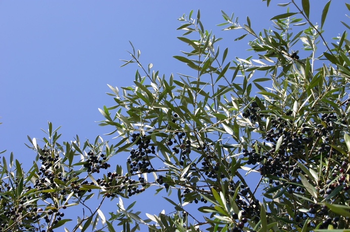 Imagen general del Hotel Sobreiras - Alentejo Country Hotel By Unlock Hotels. Foto 3