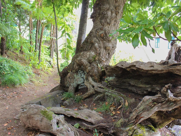 Imagen de los exteriores del Hotel Solar De Boaventura. Foto 7