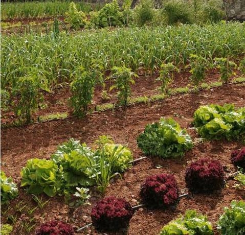 Imagen general del Hotel Son Bernadinet. Foto 8