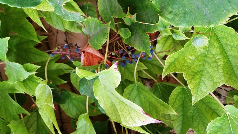 Imagen de los exteriores del Hotel Son Corb Boutique. Foto 10