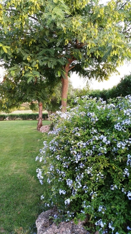 Imagen de los exteriores del Hotel Son Corb Boutique. Foto 11