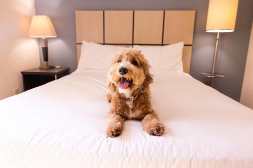 Imagen general del Hotel Sonesta Simply Suites Pittsburgh Airport. Foto 6