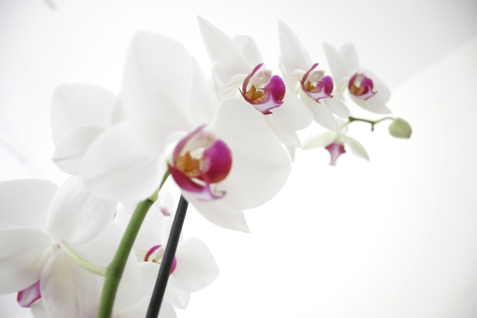 Imagen de los interiores del Hotel Sorriso, Venecia. Foto 16