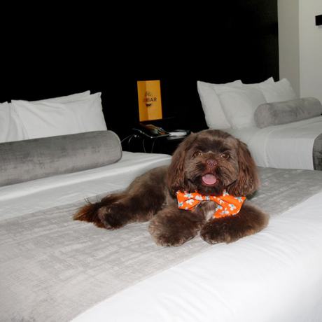 Imagen de la habitación del Hotel Stay Inns. Foto 7