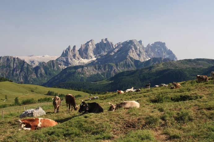 Imagen general del Hotel Stella Alpina, Villotta. Foto 1