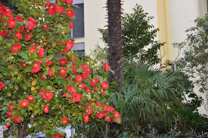 Imagen de los exteriores del Hotel Stella Lugano. Foto 7