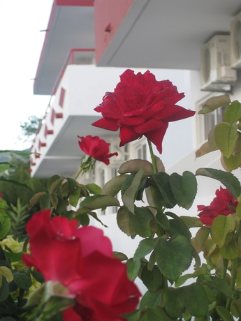 Imagen de los exteriores del Hotel Stenna Apartments. Foto 10