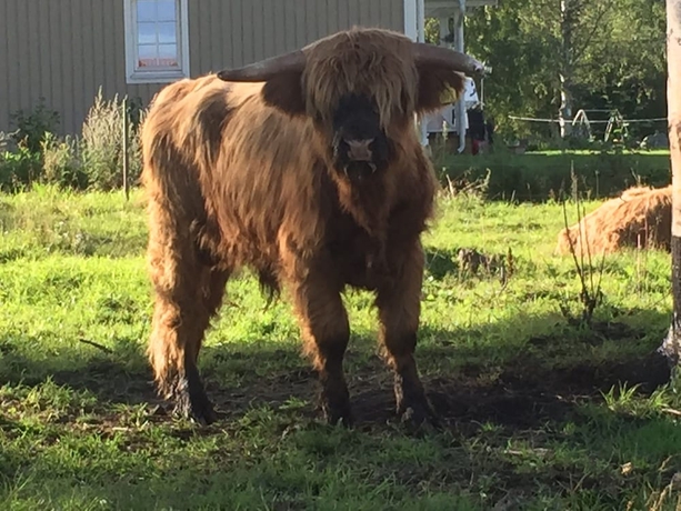 Imagen general del Hotel Storn&auml;sets Pensionat Och Vandrarhem. Foto 2