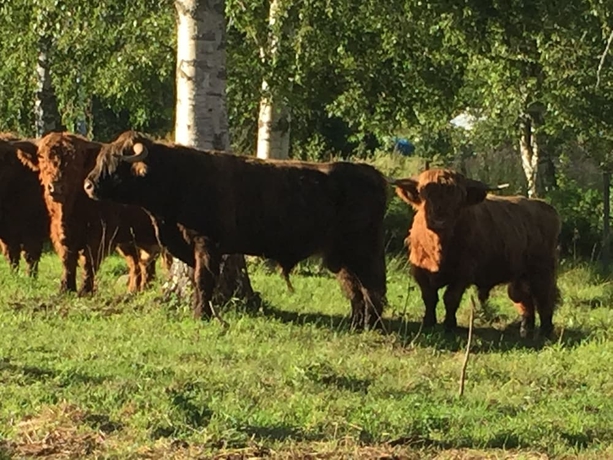 Imagen de los exteriores del Hotel Storn&auml;sets Pensionat Och Vandrarhem. Foto 14