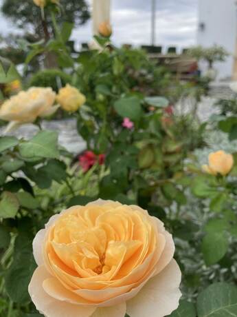 Imagen general del Hotel Summer Moonlight Vacation House. Foto 9