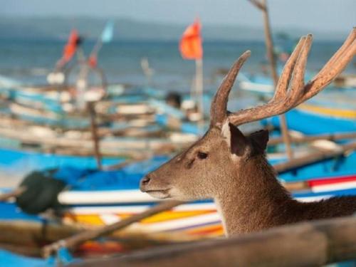 Imagen general del Hotel Sunrise Beach Pangandaran. Foto 16