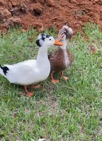 Imagen general del Hotel Sunrise Guamal. Foto 10