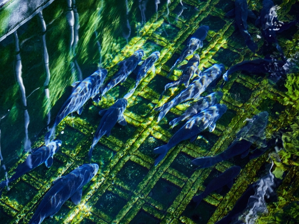 Imagen de los exteriores del Hotel Sunrise Suites, Kyoto Ciudad. Foto 18