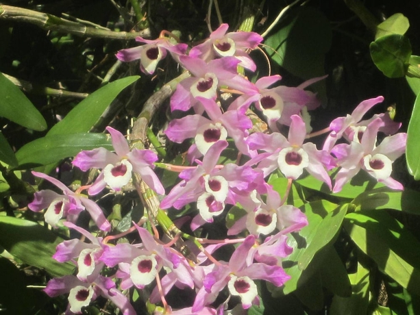 Imagen de los exteriores del Hotel Sunshine Valley Cottages. Foto 15