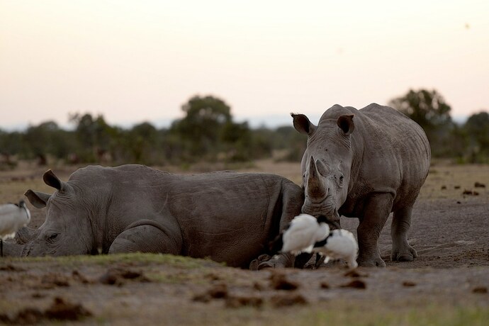 Imagen general del Hotel Sweetwaters Serena Camp. Foto 2