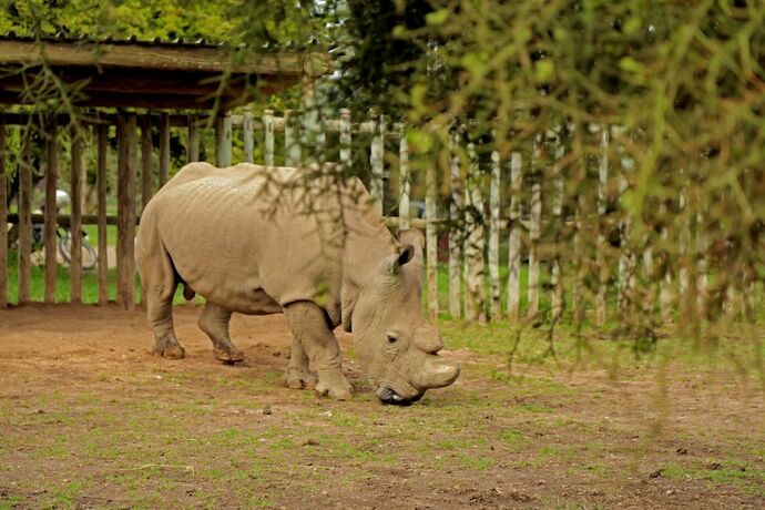 Imagen general del Hotel Sweetwaters Serena Camp. Foto 10