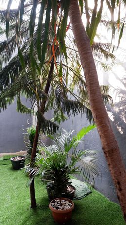 Imagen general del Hotel Syariah Larismanis. Foto 3