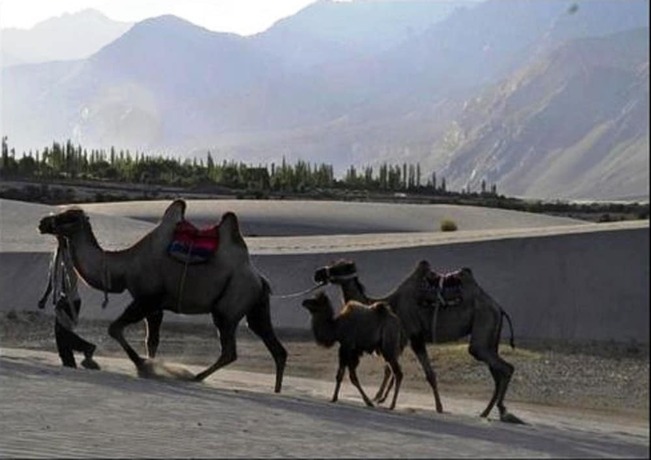 Imagen general del Hotel TIH Nubra Escapes Camp. Foto 10