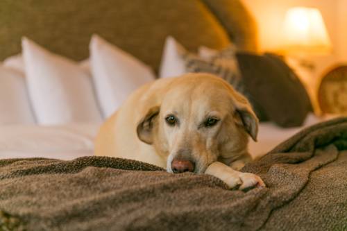 Imagen de la habitación del Hotel Table Mountain Inn. Foto 7