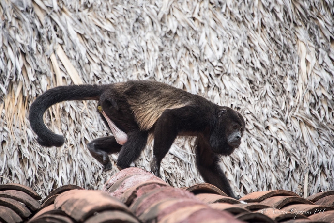 Imagen de los exteriores del Hotel Tabulia Tree and Villas. Foto 5