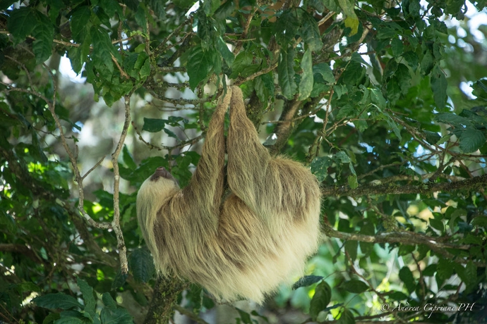 Imagen de los exteriores del Hotel Tabulia Tree and Villas. Foto 8