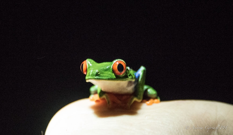 Imagen de los exteriores del Hotel Tabulia Tree and Villas. Foto 11