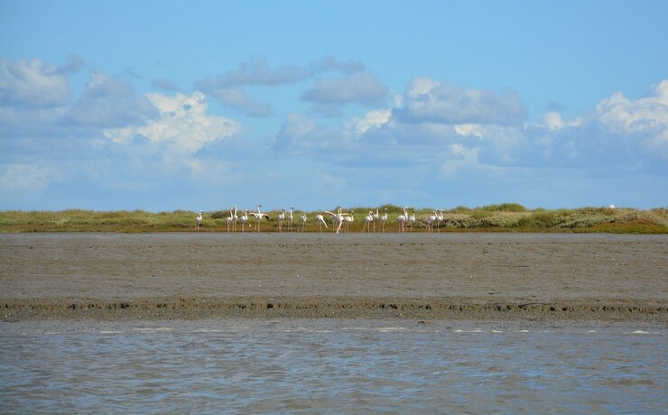 Imagen general del Hotel Tagus Marina - Houseboat. Foto 13