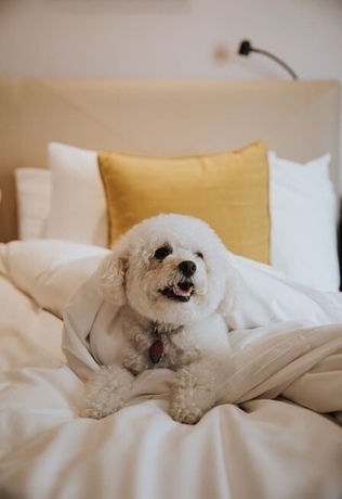 Imagen de la habitación del Hotel Taj Campton Place. Foto 2