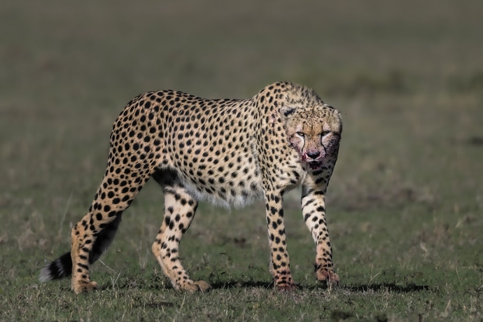 Imagen general del Hotel Talek Olkinyei Camp. Foto 2