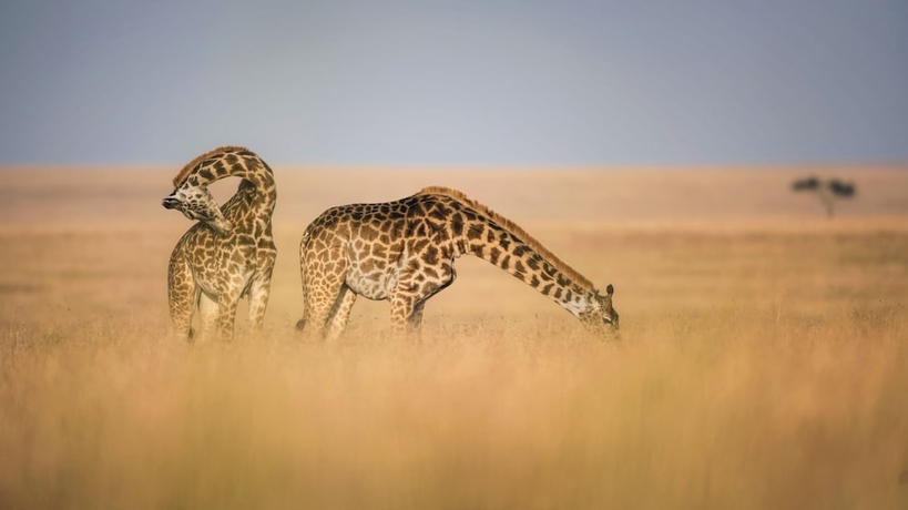 Imagen general del Hotel Talek Olkinyei Camp. Foto 3