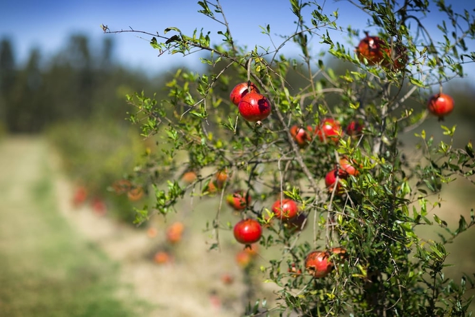 Imagen de los exteriores del Hotel Talga Estate. Foto 19