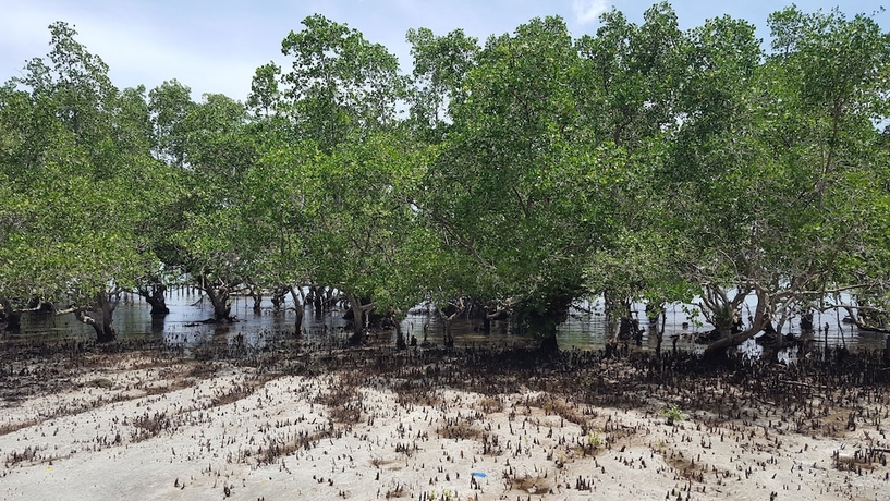 Imagen de la habitación del Hotel Talikud Island Mangrove Beach Resort. Foto 10