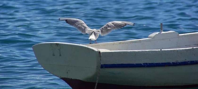 Imagen general del Hotel Tamaris, Novi Vinodolski. Foto 13