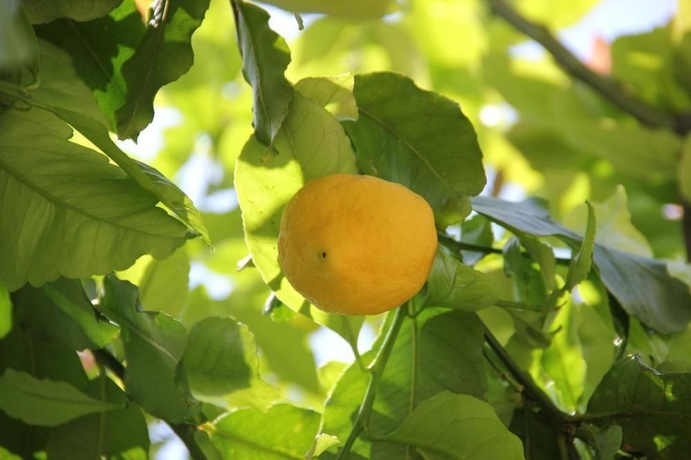 Imagen de los exteriores del Hotel Taormina Garden. Foto 8