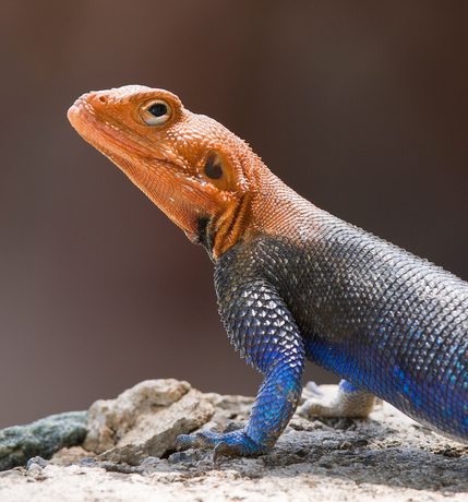 Imagen general del Hotel Tarangire Sopa Lodge. Foto 2