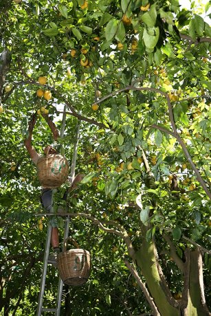 Imagen general del Hotel Taverna del Capitano. Foto 14