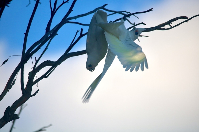 Imagen de los exteriores del Hotel Tenterfield Cottage Holiday House. Foto 15