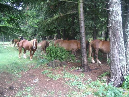 Imagen general del Hotel Terralta, Campelles. Foto 12