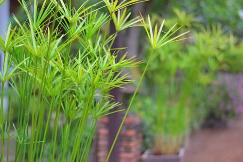 Imagen de la habitación del Hotel Thai Thai Sukhothai Resort. Foto 3