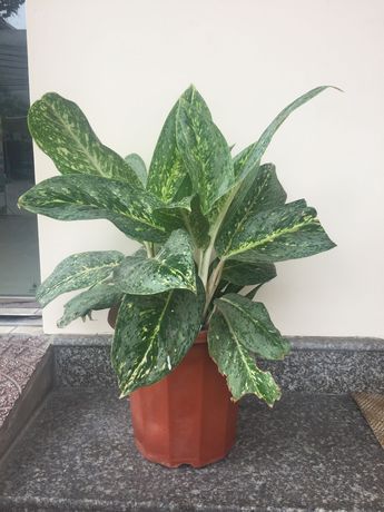 Imagen del bar/restaurante del Hotel Thanh Nam. Foto 10