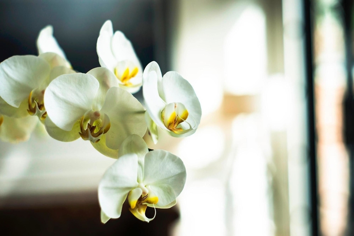 Imagen de los interiores del Hotel The Alcove Library. Foto 12