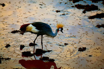 Imagen del bar/restaurante del Hotel The Ark. Foto 8