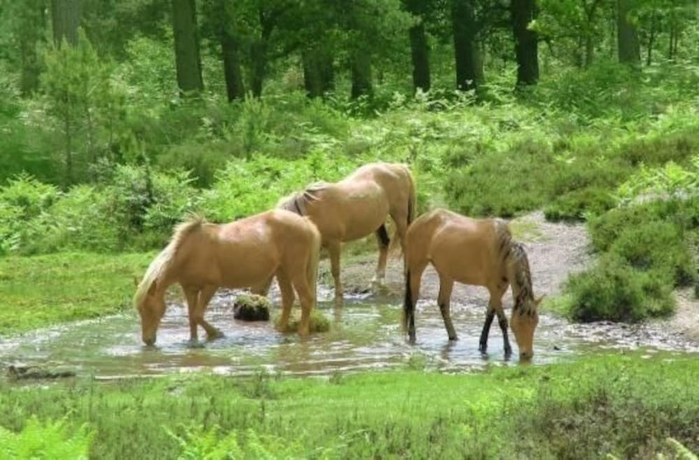 Imagen de los exteriores del Hotel The Avon Causeway. Foto 15