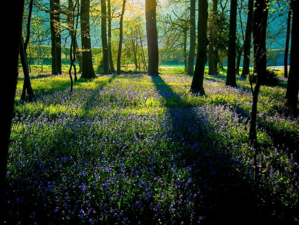 Imagen general del Hotel The Chilterns Fox. Foto 15