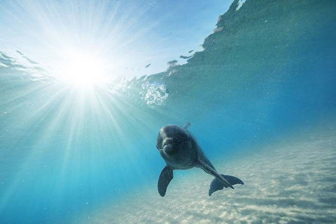 Imagen de la habitación del Hotel The Coral At Atlantis. Foto 7