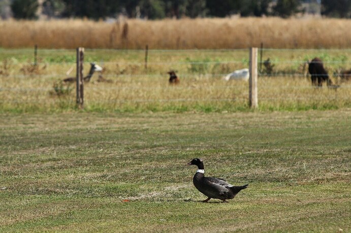 Imagen general del Hotel The Duck Inn Apartments. Foto 3